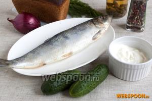 Подготовить необходимые продукты: солёную сельдь, фиолетовую луковицу, чёрный хлеб, огурцы, сметану, каперсы, укроп, смесь перцев.