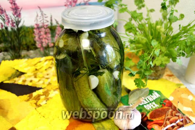 Фото Огурцы маринованные с мускатным орехом и кинзой