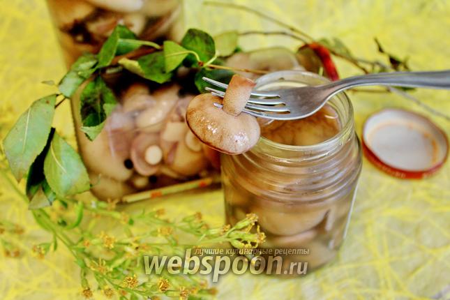 Фото Маслята маринованные с корицей