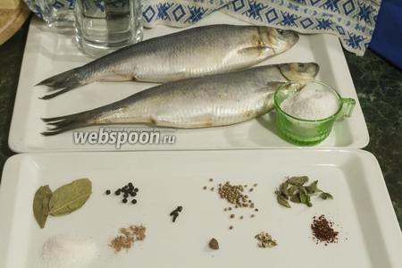 Как засолить кету в домашних условиях: лучшие способы и рецепты - Frost Fish